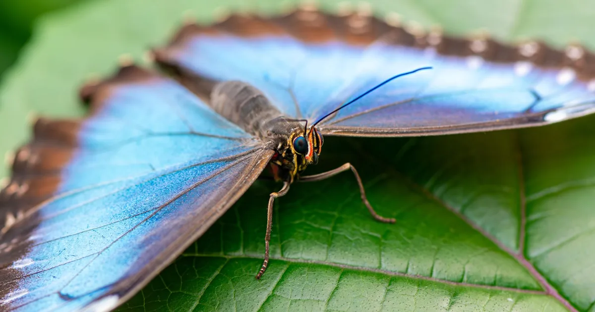 Morpho (MORPHO): Institutional: DCF Valuation & Tail-Risk (Part 2)